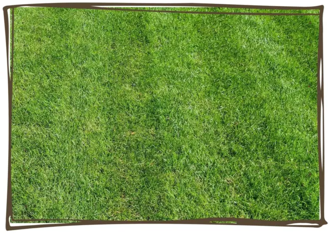 Turf seed blend