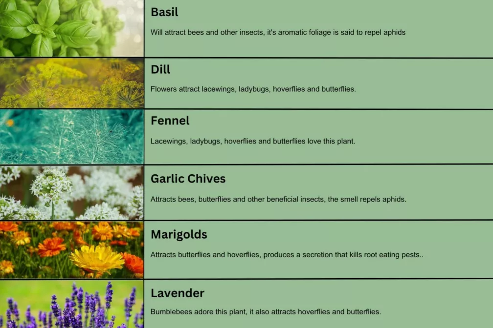 Eco Friendly Plants