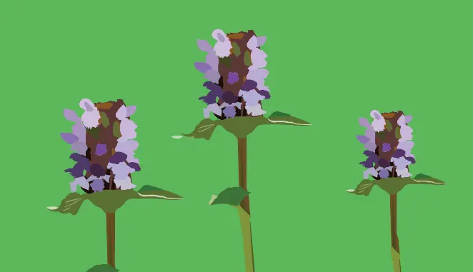 Turf Weeds Selfheal