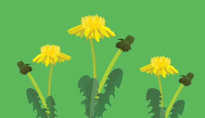 Turf Weeds Dandelion